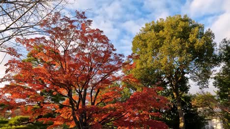 circling around a beautiful red maple tree in autumn