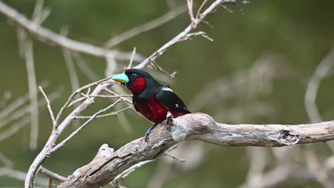 a quick zoom into the bird as it perches and shakes its feathers after a bath