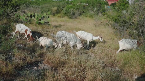 rebaño de cabras de color blanco que comen hierba al aire libre, las cabras son miembros de la familia de animales bovidae, entorno natural durante el día soleado, concepto de animales domesticados