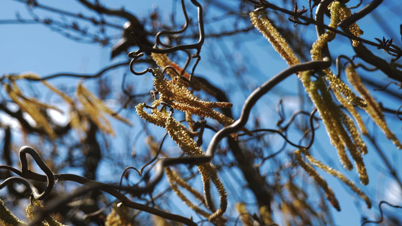 Springtime Catkins on Twisted Branches
