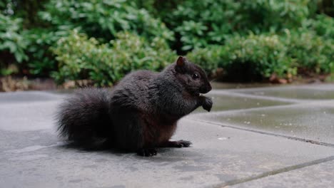 cute squirrel eating nuts on the ground in the backyard