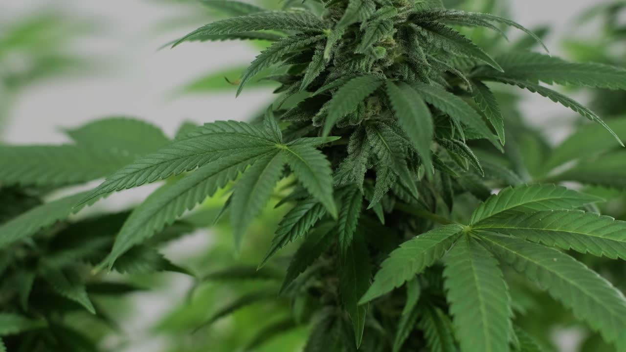 Coltivazione di piante di cannabis. Ricerca sulla cannabis per uso medico, raccolta dati. Ricerca sull'olio di canapa. Produzione di marijuana.