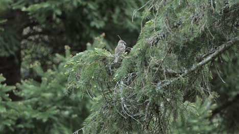 Pájaro-Gorrión-Posado-En-El-árbol-Conífero-En-El-Bosque---Tiro-De-ángulo-Bajo