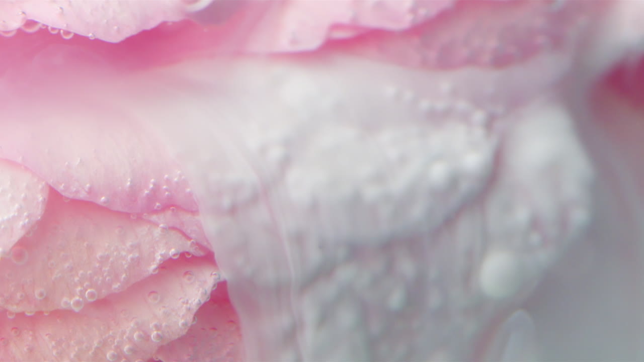 Close-up of Pink Rose with Water and Bubbles