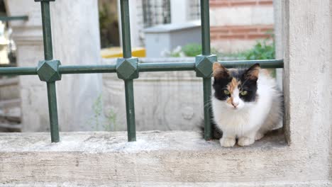 a cute white and black cat sitting on a wall with a green fence