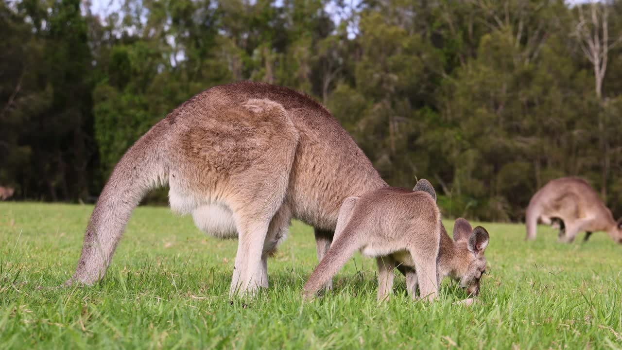 canguros interactuando y pastando en un campo de hierba