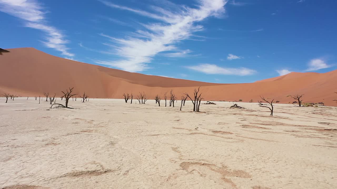 un primer plano en el desierto de namibia en un día soleado.