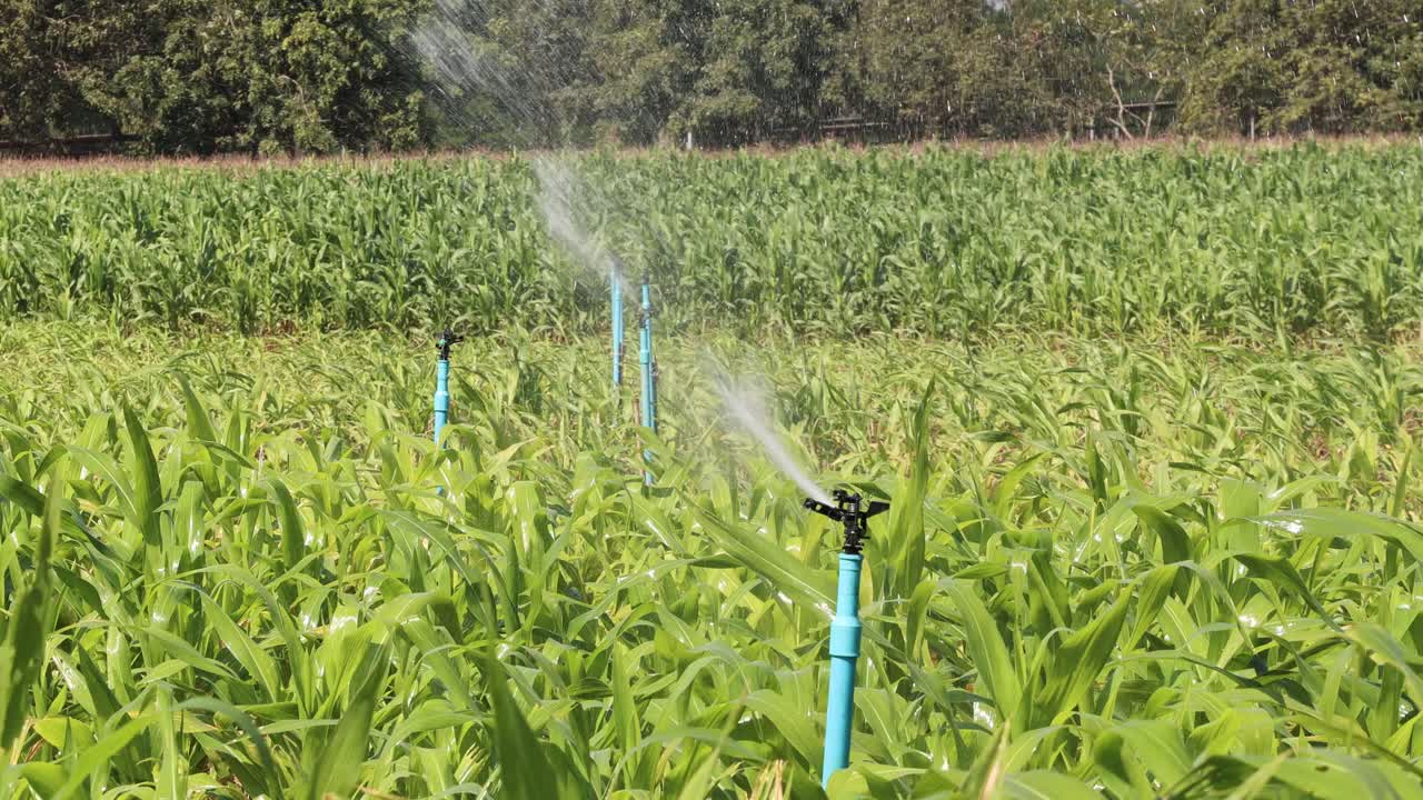 Irrigatori rotanti irrigano coltivazioni di mais verde in un campo rurale illuminato dal sole, inquadratura statica ampia
