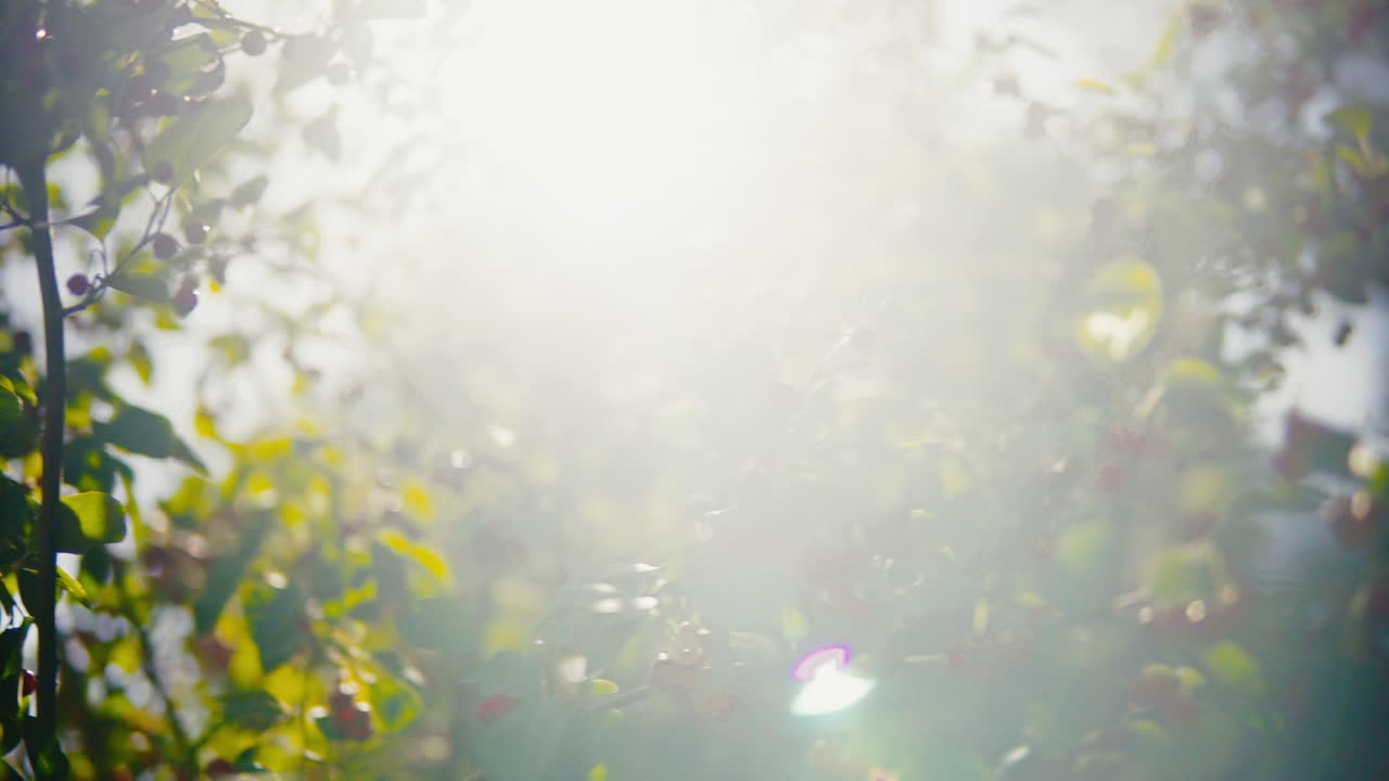 매자 나무 덤불을 통해 밝은 렌즈 플레어가 빛납니다.