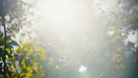 Bright-Lensflare-shines-through-a-barberry-bush