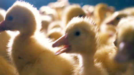 patos bebés en la granja de aves de corral. 4k.
