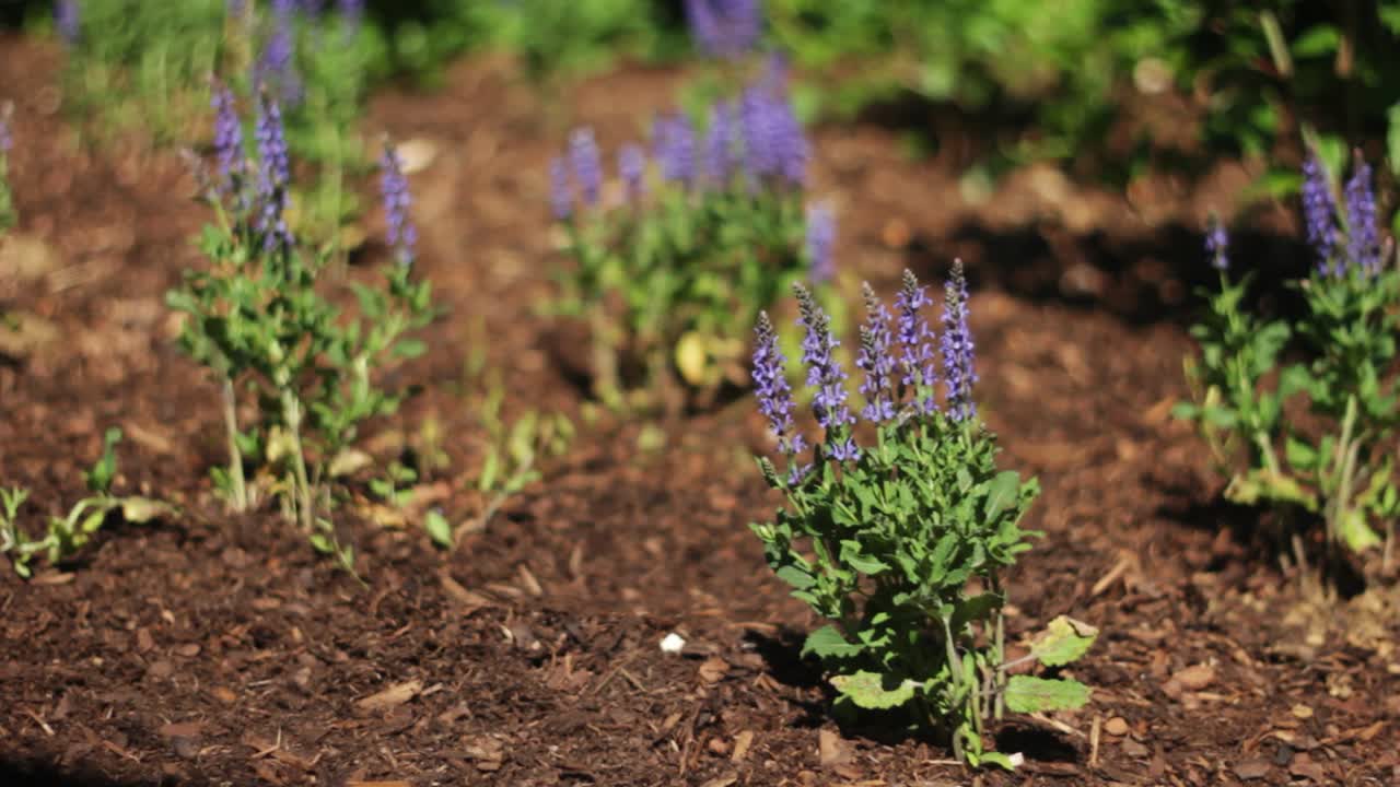 신선한 껍질 뿌리 덮개에 라벤더