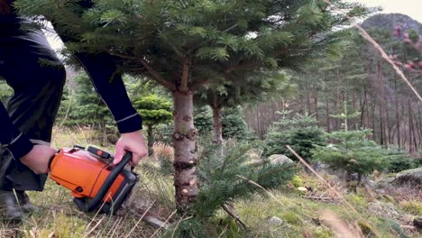 Christmas-fir-tree-being-cut-down-ready-for-packing-in-a-forest-setting