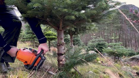 abeto de navidad cortado listo para empacar en un entorno forestal