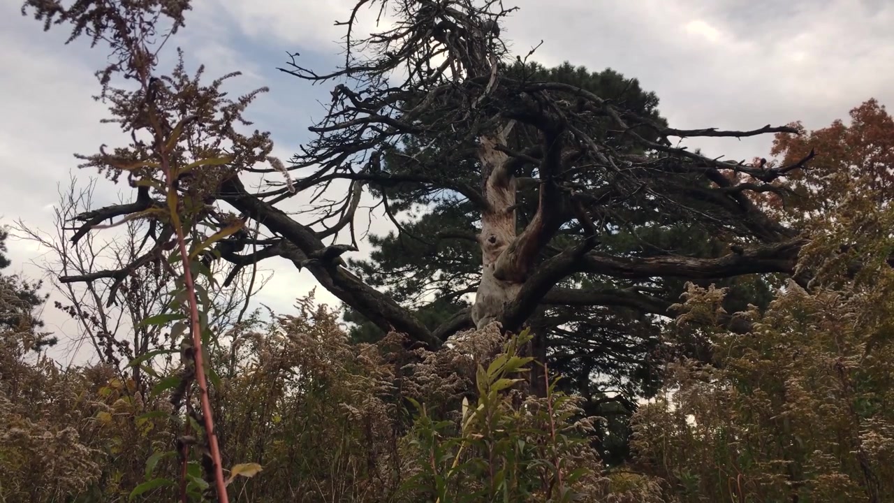 Albero spoglio contorto e inquietante in un campo.
