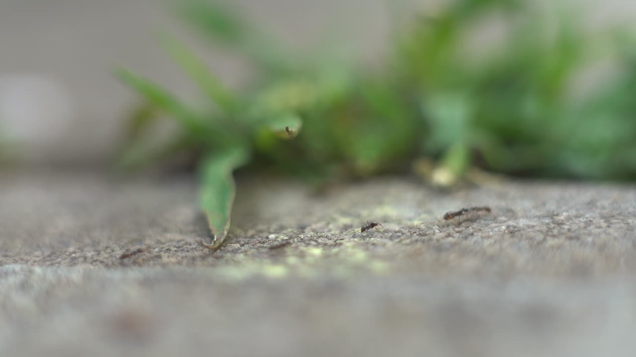 hormigas obreras que recorren un sendero que conduce a fuentes de alimentos - vista macro