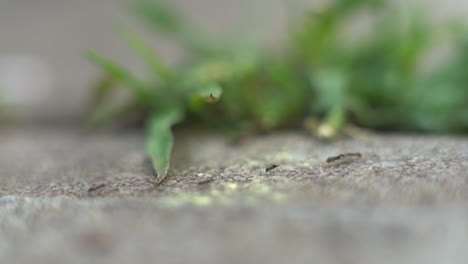 worker ants trudging along a trail leading to food sources - macro view