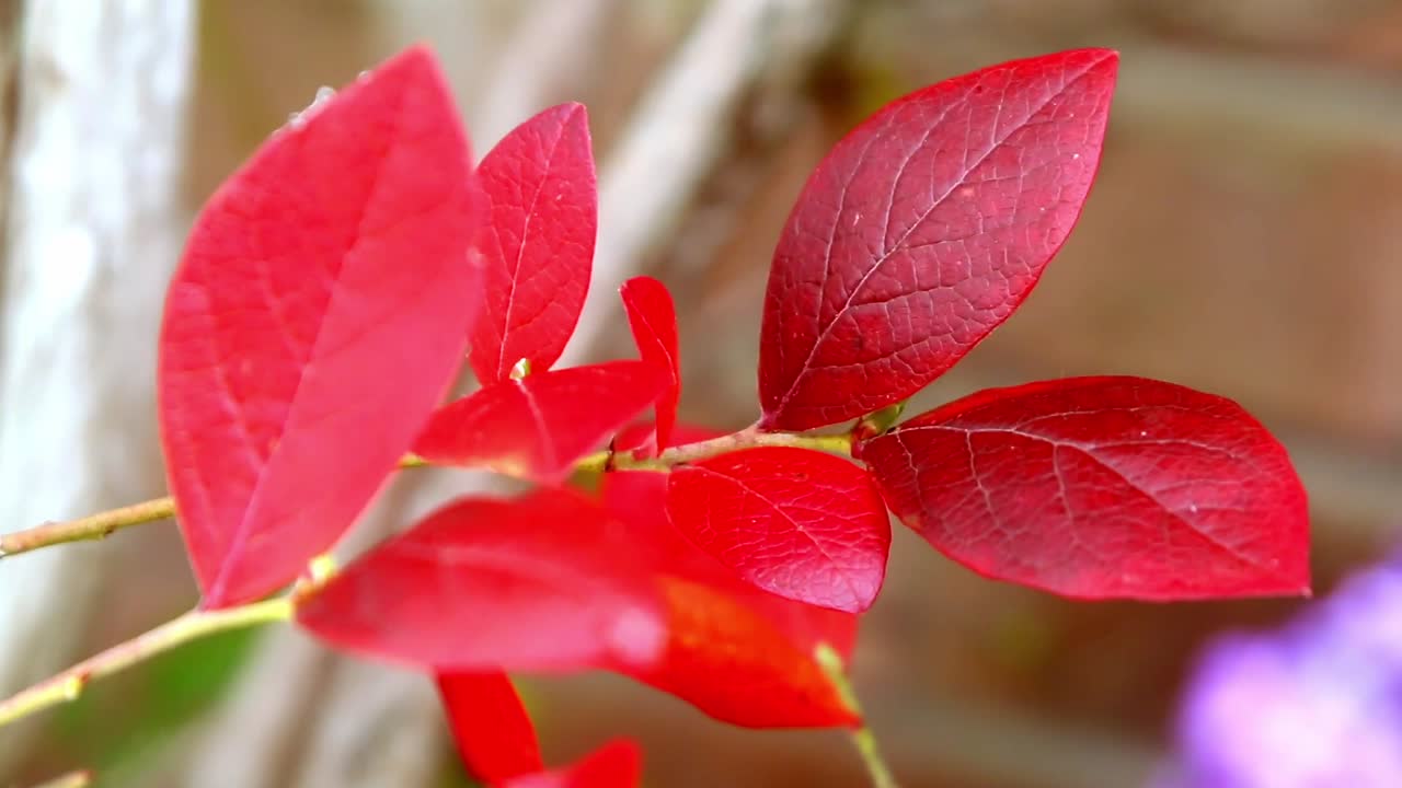 Folhas vermelhas de mirtilo no outono