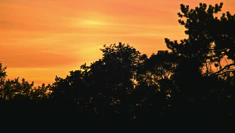 Temprano-En-La-Mañana-En-La-Selva