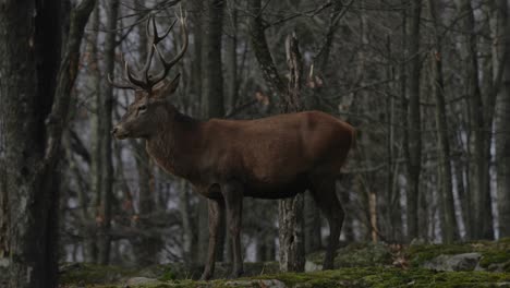 Rothirsch-Im-Wald-Im-Parc-Omega,-Quebec---Vollbild,-Seitenansicht