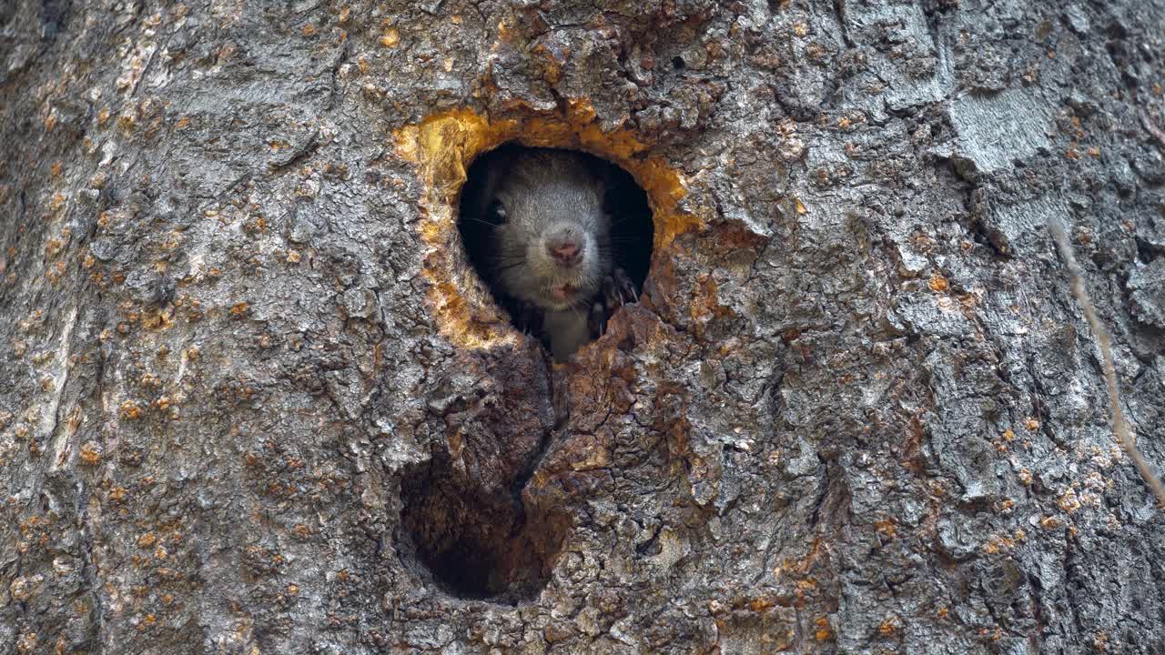 Korean tree squirrel popping its head out of the tree hole and biting rind to broaden the hole size, getting out from nest in Yangjae Forest, South Korea