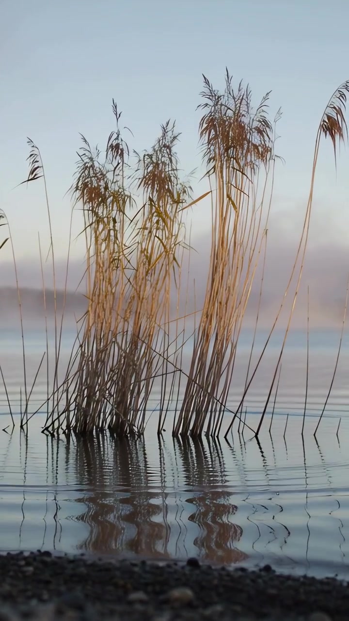 Vertikal video: Første krusning skaber bølger i sivene og forvrænger refleksionen på søen, stenet bred