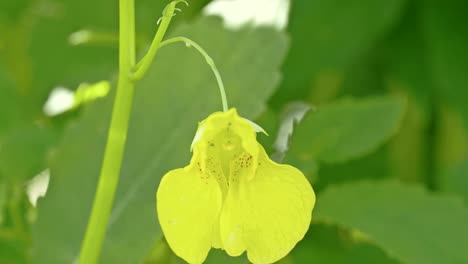 a yellow touch-me-not balsam flower petal 4k fs700 odyssey 7q