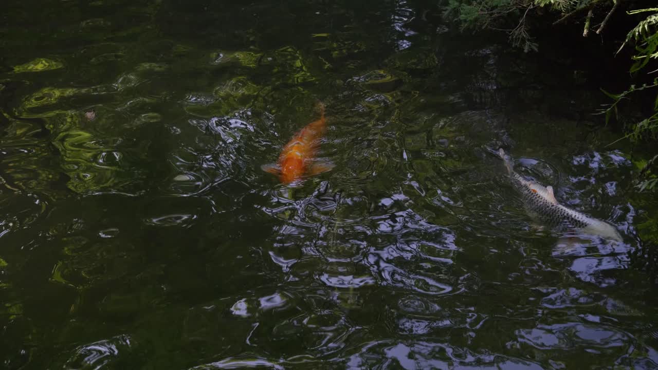Golden Koi fish swimming inside pond in typical Japanese landscape garden
