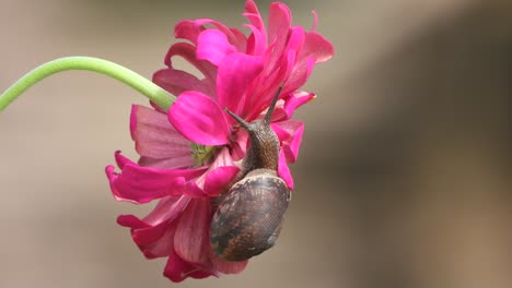 zinnia flower -snail-walking -cool.