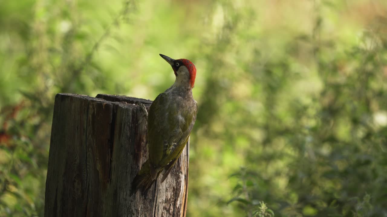una toma estacionaria del pájaro carpintero verde europeo unido a un tronco de árbol mientras mira alrededor