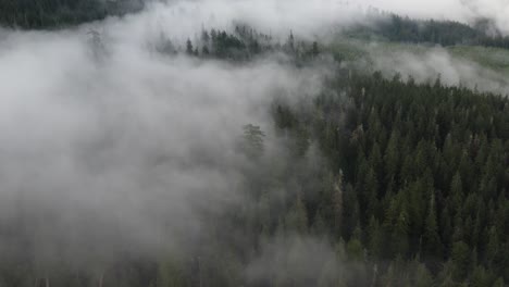 Un-Bosque-Antiguo-Con-Niebla-Baja