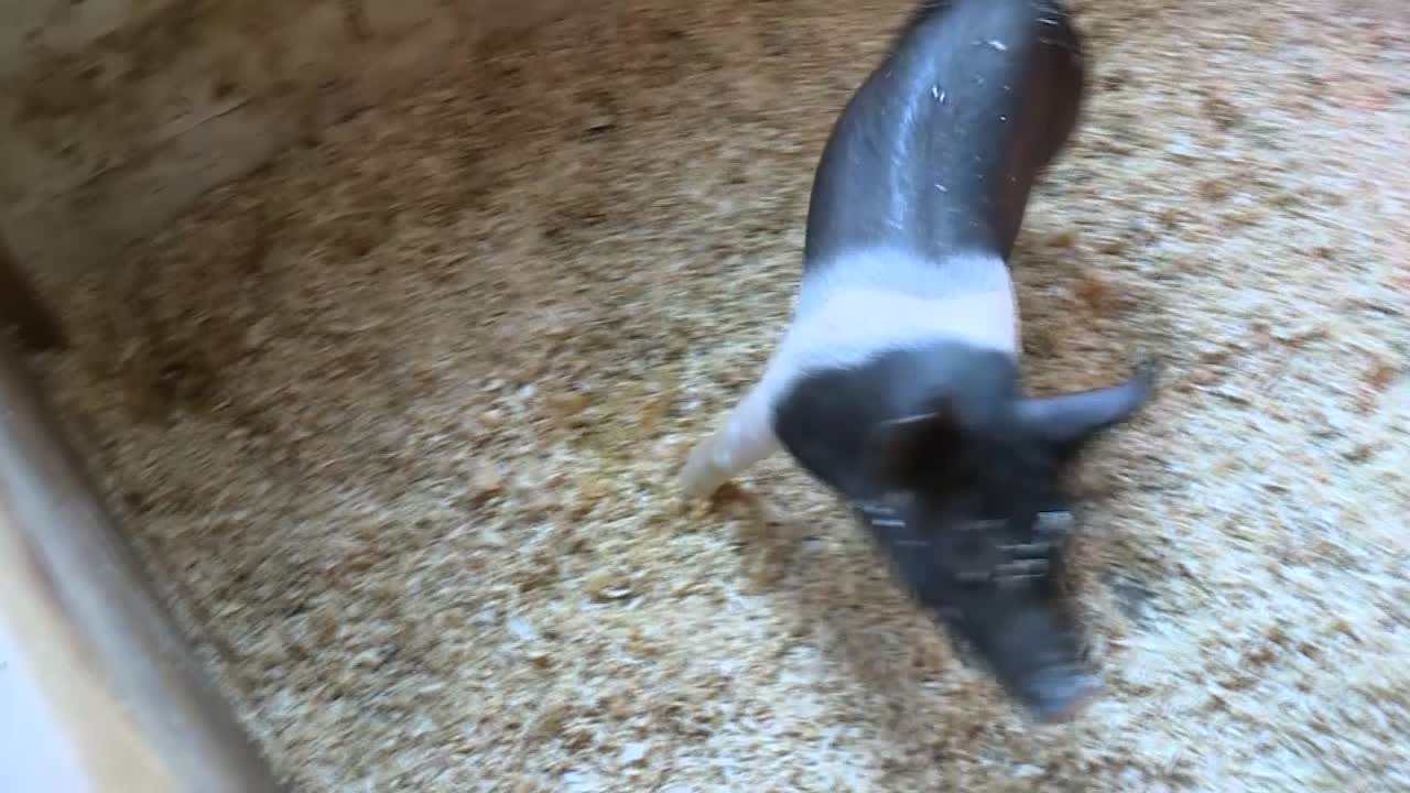 свиньи в сарае