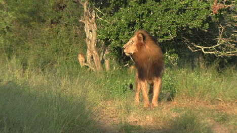 Full-body-frontal-view-of-male-lion-gazing-off-into-distance-listening