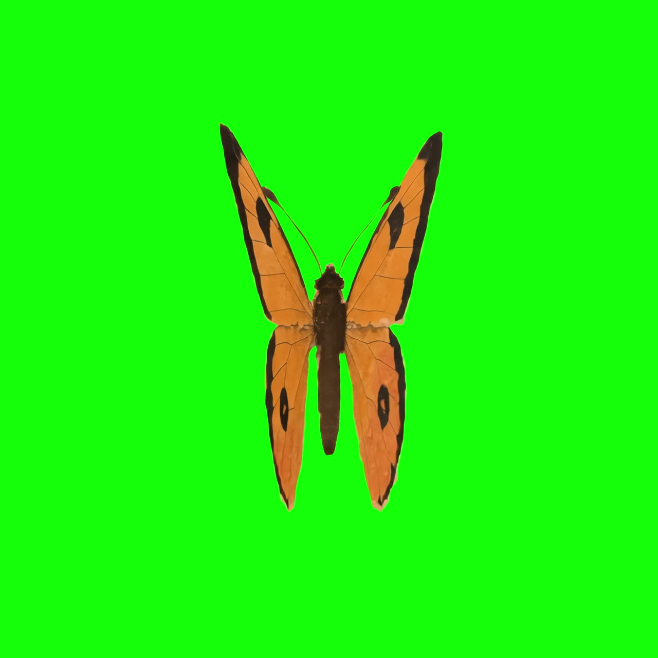 Vibrant butterfly animation, transparent 4K video, green screen