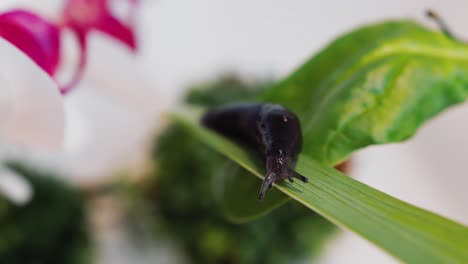 macro shot of maroon brown snail resting on green leaf