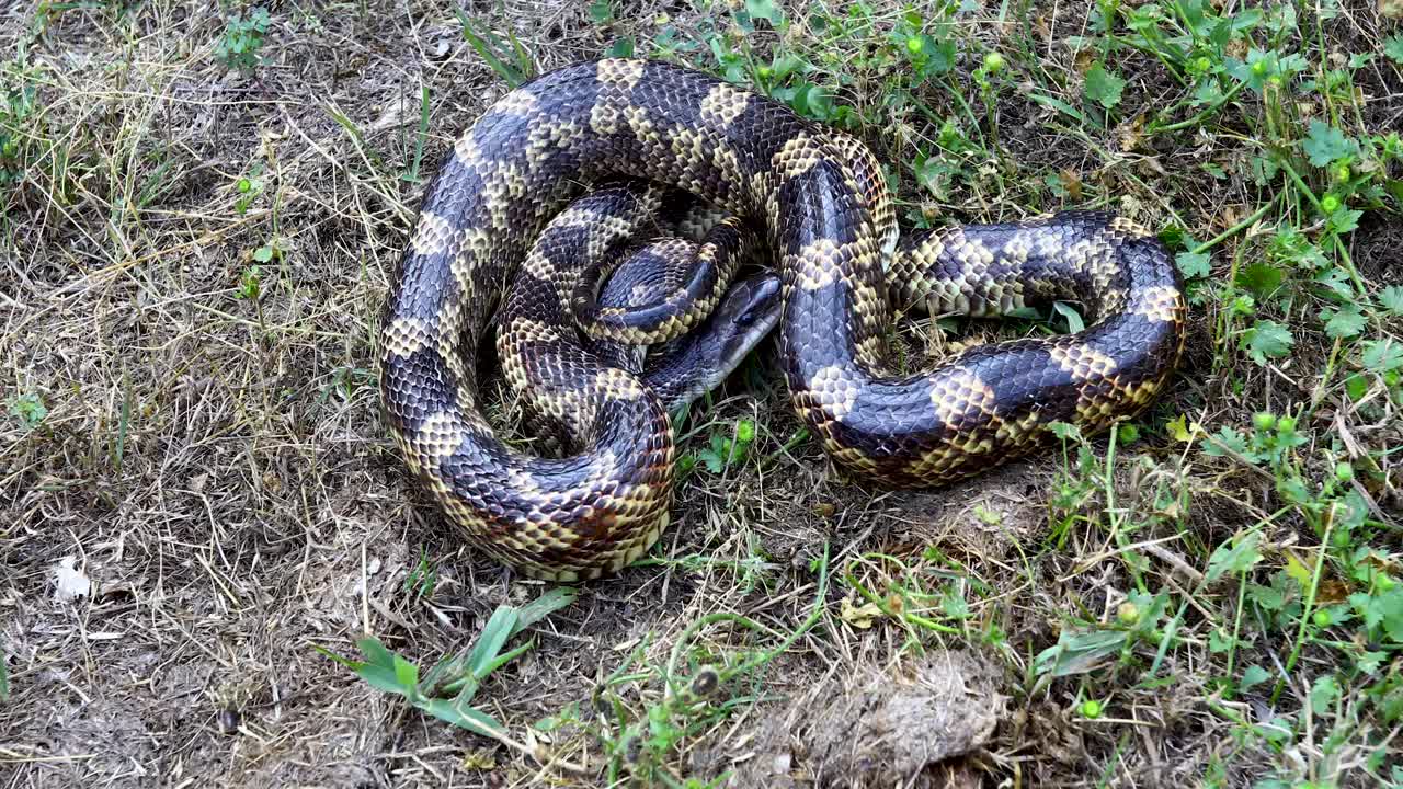 Static video of a very large Western Rat Snake Pantherophis obsoletus