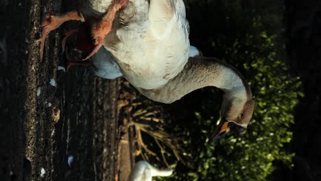 Vertical-slow-motion-static-shot-of-balinese-ducks-running-in-pack-at-volcanic-lake-batur-danau-batur