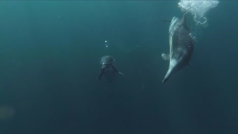 curiosos delfines salvajes miran a la cámara y hacen burbujas bajo el agua