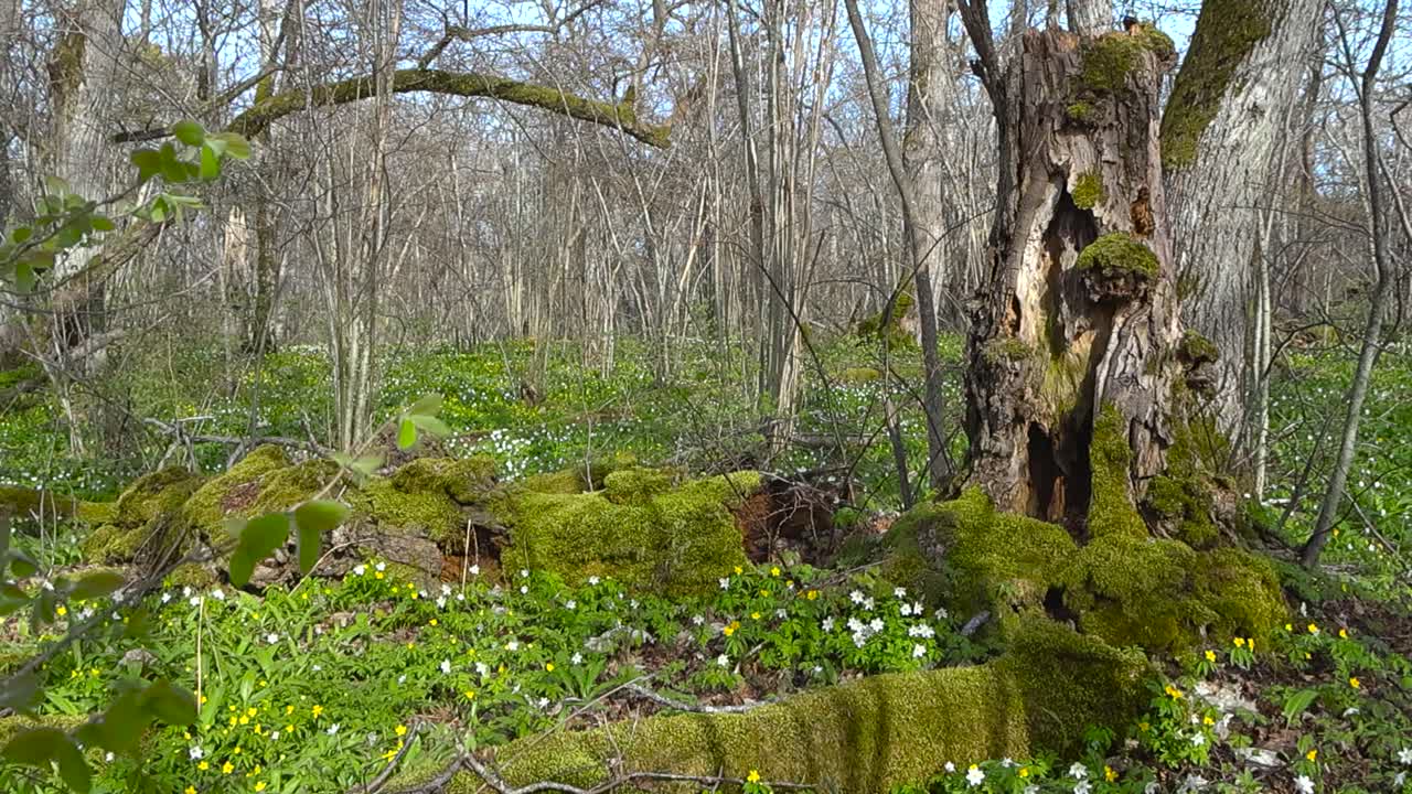 Spring forest flowering period, anemone flowers blooming on the lush green forest floor. bright colors of springtime in Puhtu woodland. Tree trunks covered with moss, Estonia’s untouched wilderness