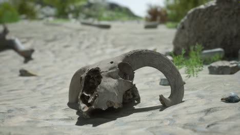 bighorn sheep skull in the desert