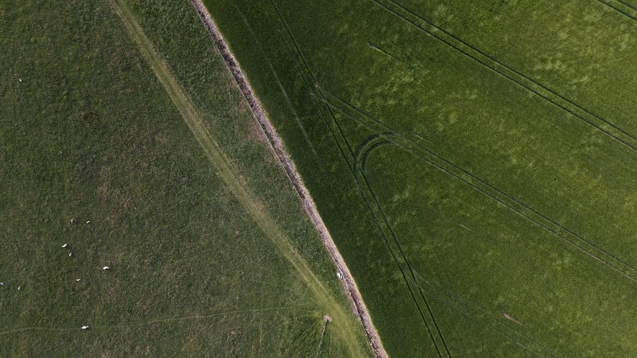 Stationary aerial over grass field and grazing sheep with bird overhead