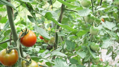 Frische-Bio-Kirschtomatenpflanzen,-Die-In-Einem-Garten-Wachsen