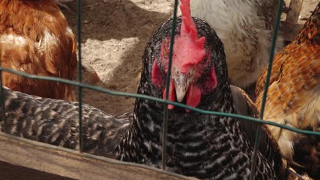 aves de corral en jaulas mirando a la cámara