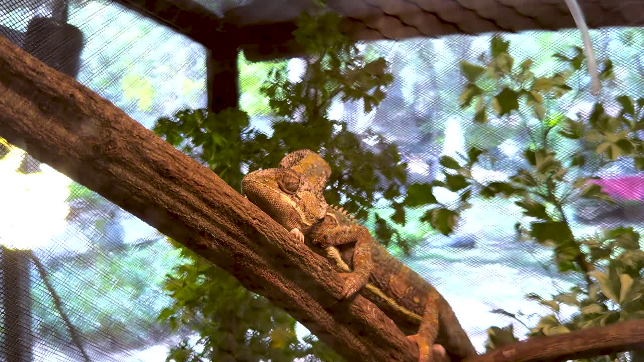 lagarto tranquilo en su hábitat natural