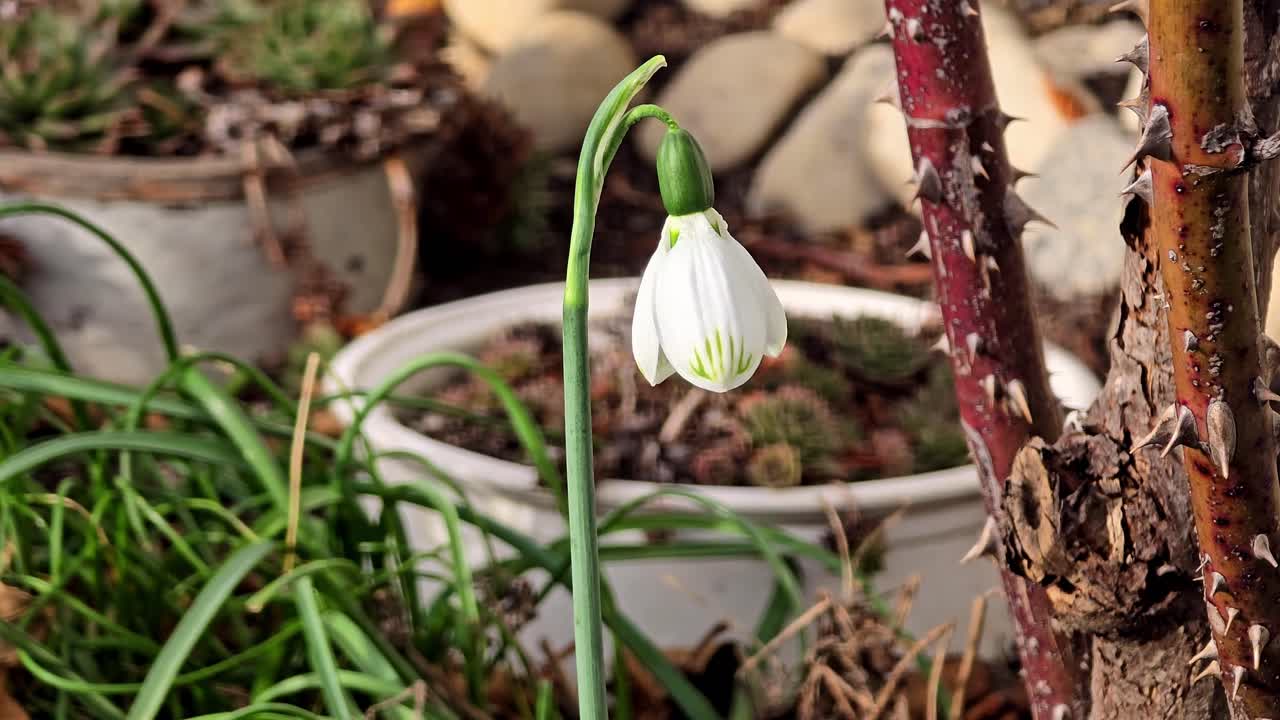 las delicadas flores de primavera, las gotas de nieve, los presagios del calentamiento, simbolizan la llegada de la primavera