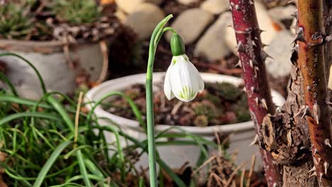 delicate spring flowers, snowdrops, harbingers of warming, symbolize the arrival of spring