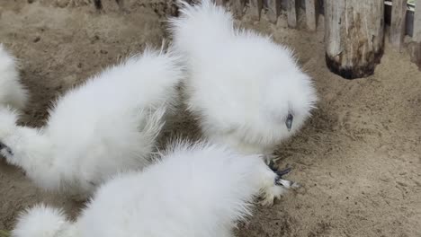 fluffy white chicks in a sand pen