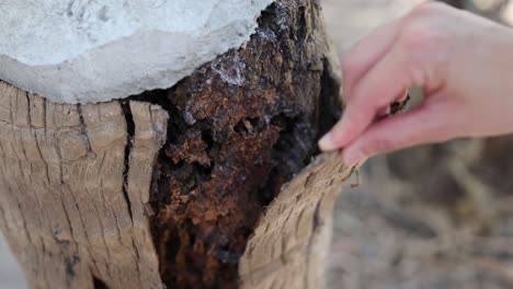 hands carefully examine decaying tree bark in a natural outdoor environment with soft lighting and close-up focus