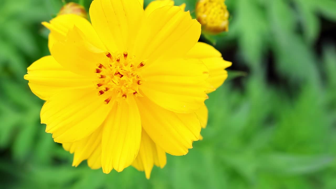 Watch the detailed transformation of a yellow flower as it blooms against a lush green background.