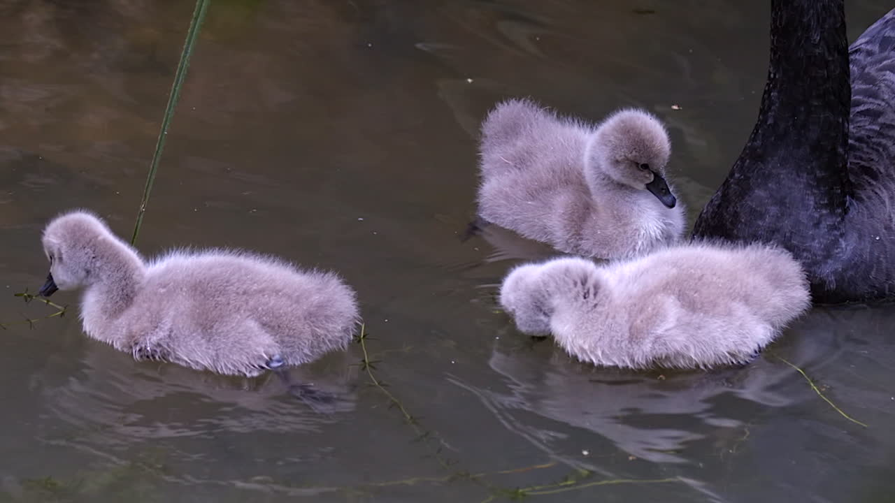 um grupo de cygnets alimentando-se no lago em câmera lenta - closeup tiro
